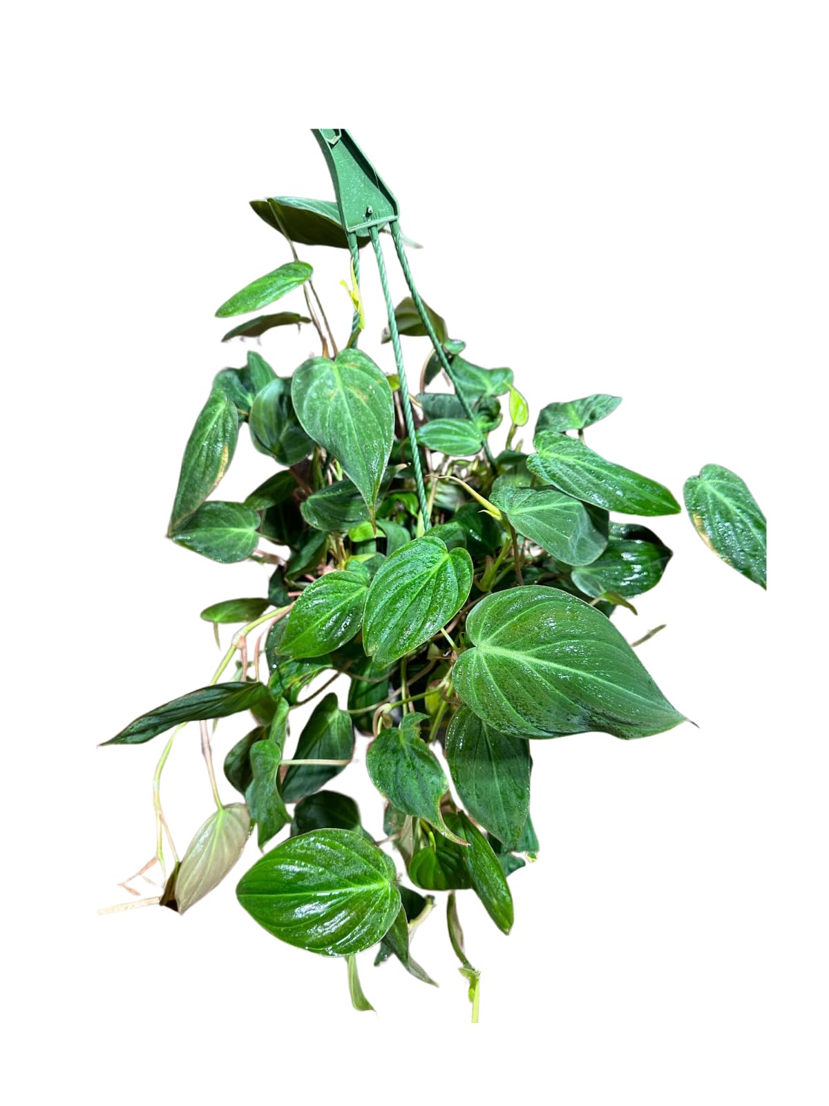 Philodendron Micans Hederaceum Trailing Vine Plant in a 8" Hanging Basket, Live Houseplant, Air Purifier, Easy Care Tropical Plant