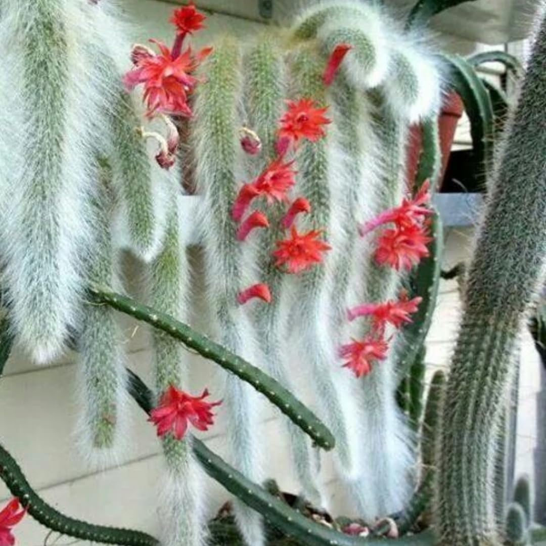Trailing Monkey Tail Cactus Live Plant, Monkeys Tails Cactus for Hanging Basket, Size Starter in 2" Pot, Rare Succulent for Planting