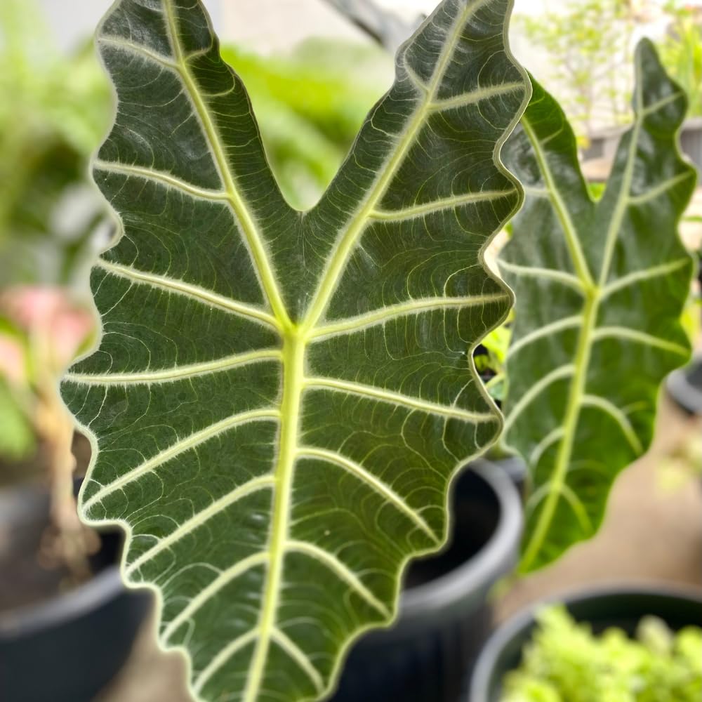 Alocasia Live Plant, Tropical Plant for Gift or Home Office Decor, Air Purifying, Rare Alocasia Plant Indoor from 2 to 4 Inches Tall (Deep Green)