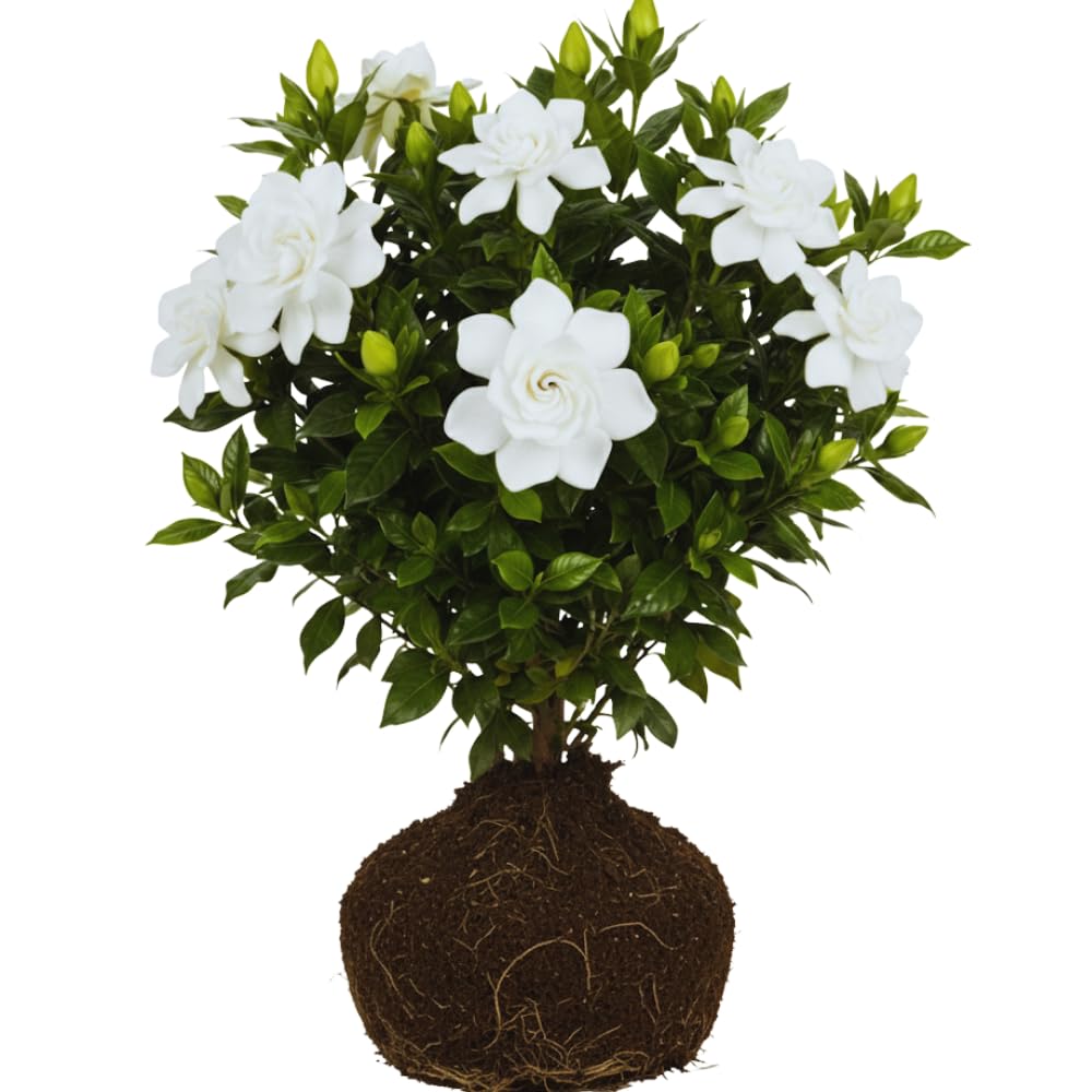 2 Jasmine Plants Live, Climbing Jasmine Flower Plant, Zone 4 to 11, 5 to 7 Inc in Height (Frost Proof Gardenia)