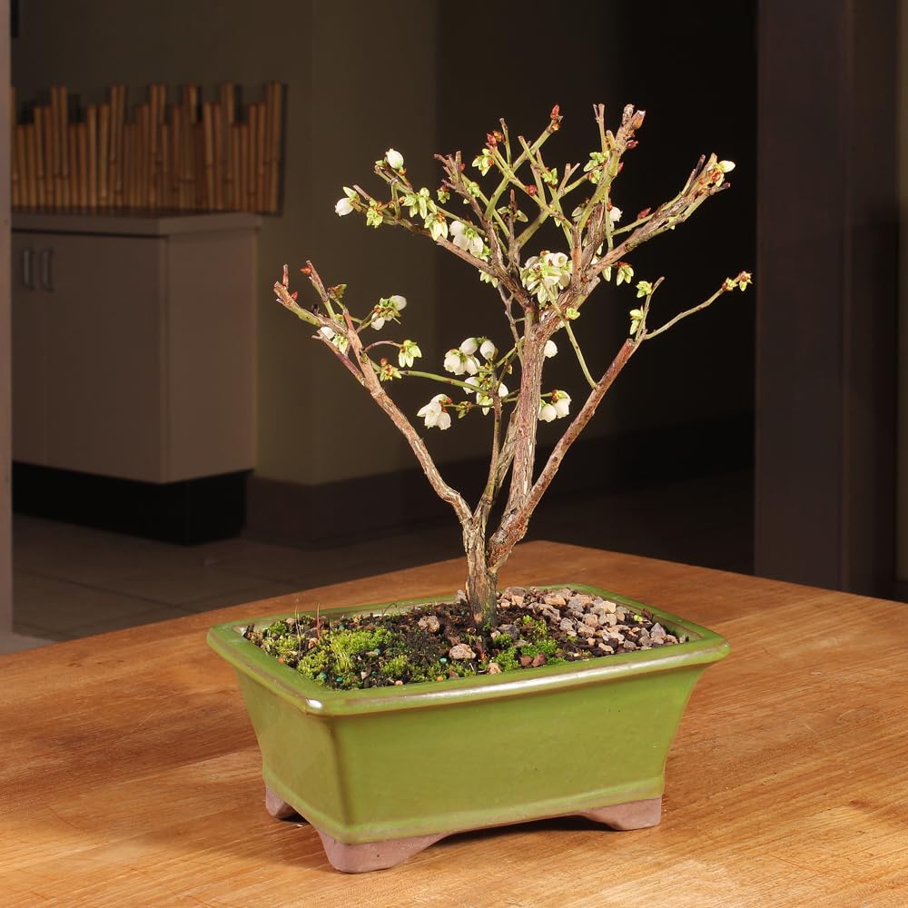 Brussel's Bonsai Live Dwarf Blueberry Bonsai Tree - Small, 4 Years, 6 to 8 Inches Tall - Outdoor Live Bonsai Tree with Ceramic Bonsai Pot