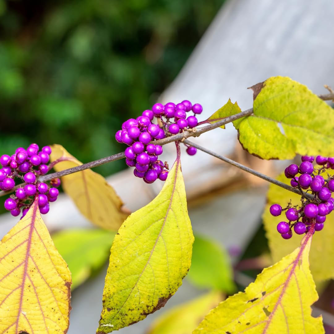 American Beautyberry Tree Live Plant, 2–3 Years Old, 12-16 Inches Tall, Outdoor Berry Shrub for Garden Spring Planting, Bare Root, Well-Rooted
