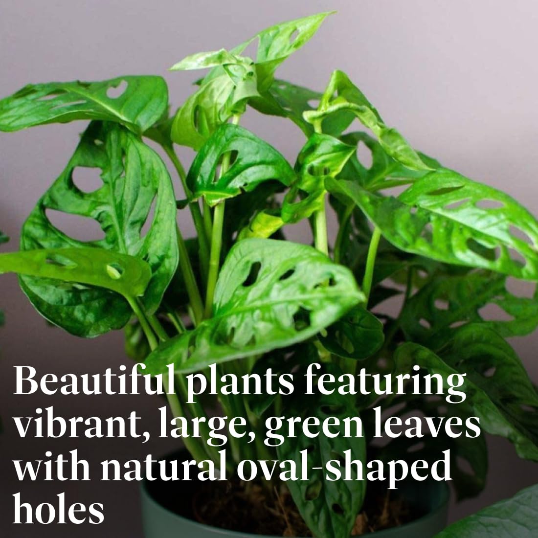 American Plant Exchange Monstera Adansonii 6-Inch – Live Swiss Cheese Vine Plant, Easy-Care Trailing Houseplant, Low-Maintenance Air-Purifying Greenery for Home, Office & Garden Décor