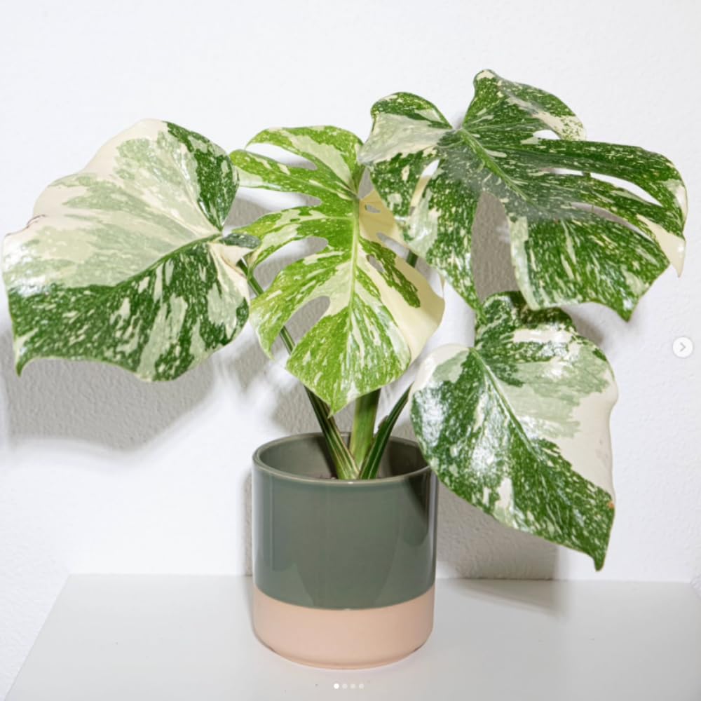 Monstera Plant Live, Monstera Fully Rooted 4-7'' Tall, No Pot, Easy-Care, Fast-Growing Indoor Houseplant (Constellation Monstera)