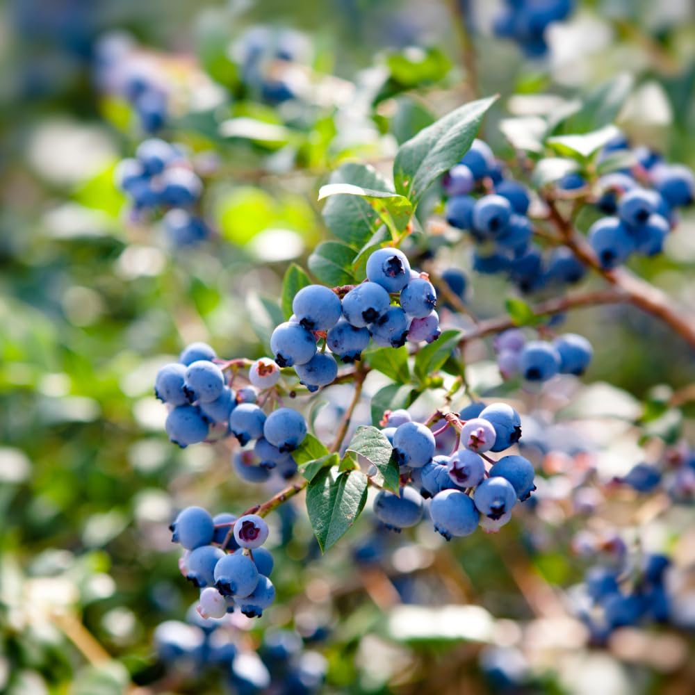Set 3 Southern Highbush Blueberry Tree Plants Live 1 to 2 Year Old, Blueberry Fruit Tree Live Plant, Blueberry Bush, Blueberries Plants Live for Planting Outdoor Garden Perennial