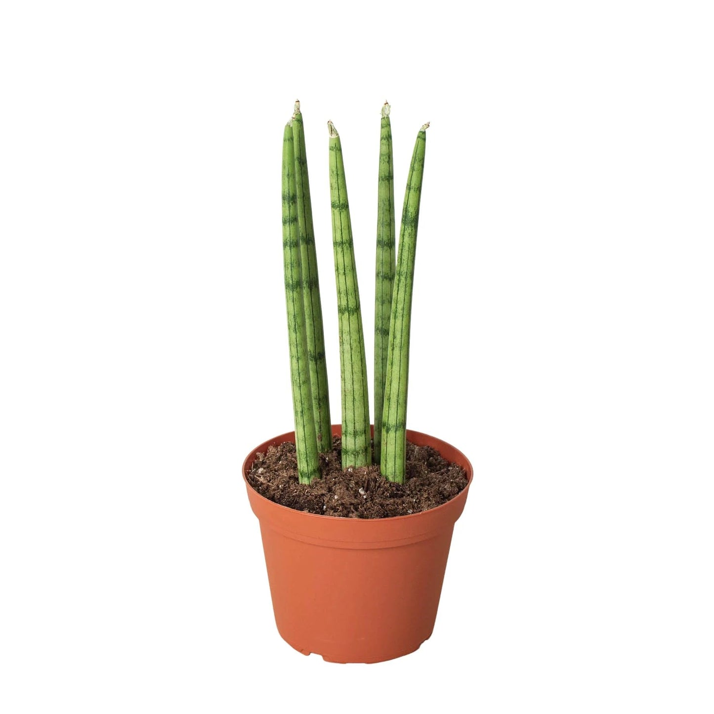 8 Pack Snake Plant Cylindrica in 4in Pot - Live Plants Tropical Houseplants | Variegated | USA Growers | The Snobby Leaf