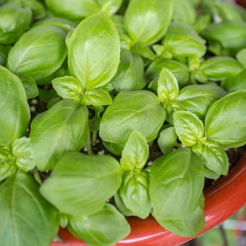 Sweet Basil Plant, 4-6" Basil Plants Live for Planting Outdoor Indoor Garden, Fragrant Herb Plants, 2 Plants Each 4" Pot