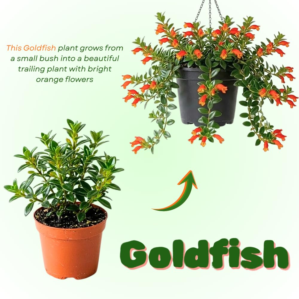 Goldfish Plants Live in 4" Pot from 4-7" Tall, Goldfish Plants Live Houseplants, Orange Flowering Trailing Plant for Indoor Outdoor Houseplant