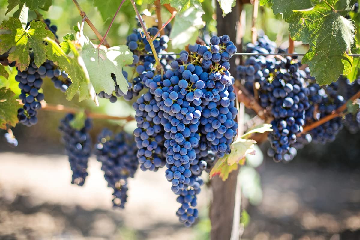 Yunaksea 1 Concord Grape Vine for Planting, Seedless Grape Plant Live 1 to 2 Yrs Old, Live Grape Fruits