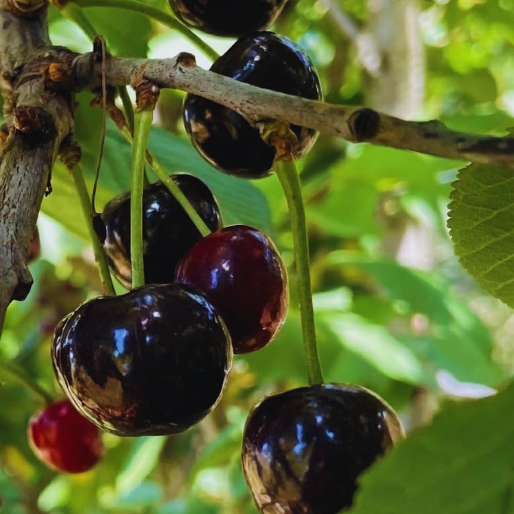 Pack 2 Black Cherry Trees Live Plants, Sweet Cherry Plant Live, Sweet Fruit Tree Plants, Wild Black Cherry Tree from 1 Feet Tall, Easy to Plant
