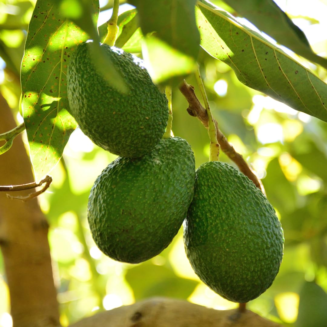 Live HASS Avocado Tree, Grafted Fruit Tree, 1-2 Feet Tall, Hardy Avocado Variety, Ready for Planting, No Ship to CA