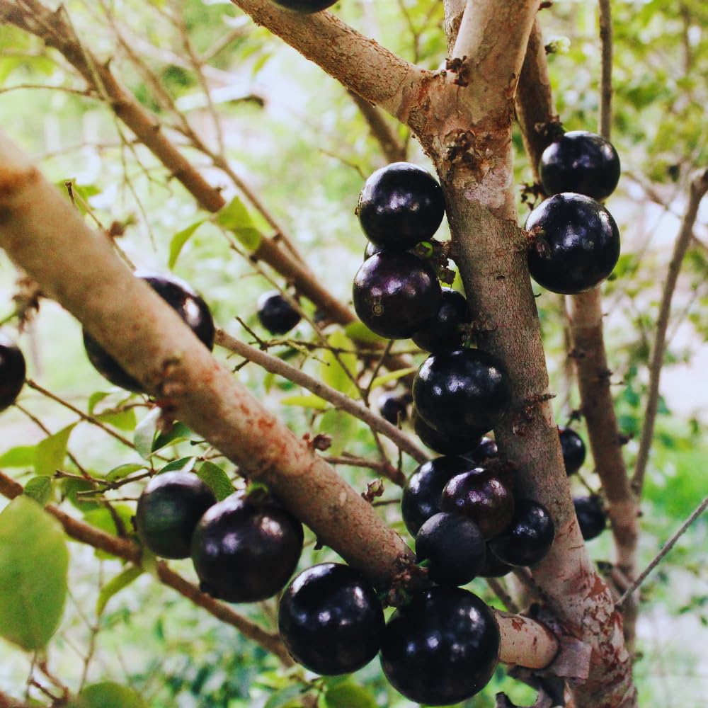 Black Jaboticaba Tree Plant Live, Jaboticaba Grape Fruit Plant, 5 to 8 Inc Long, Tropical Plants Garden