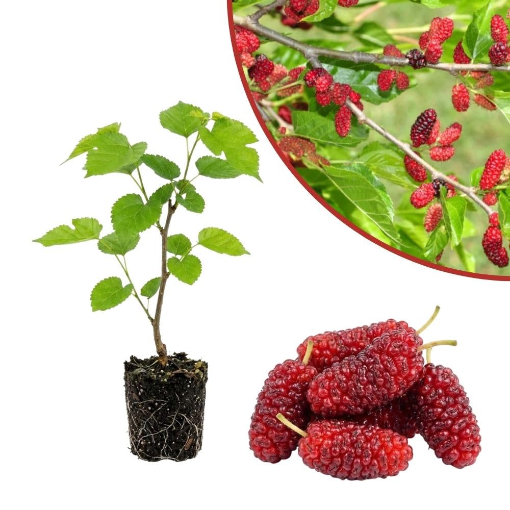 Red Mulberry Fruit Plant Live 6-8 Inches Tall, Sweet Mulberry Live Plant for Planting Outdoor Garden