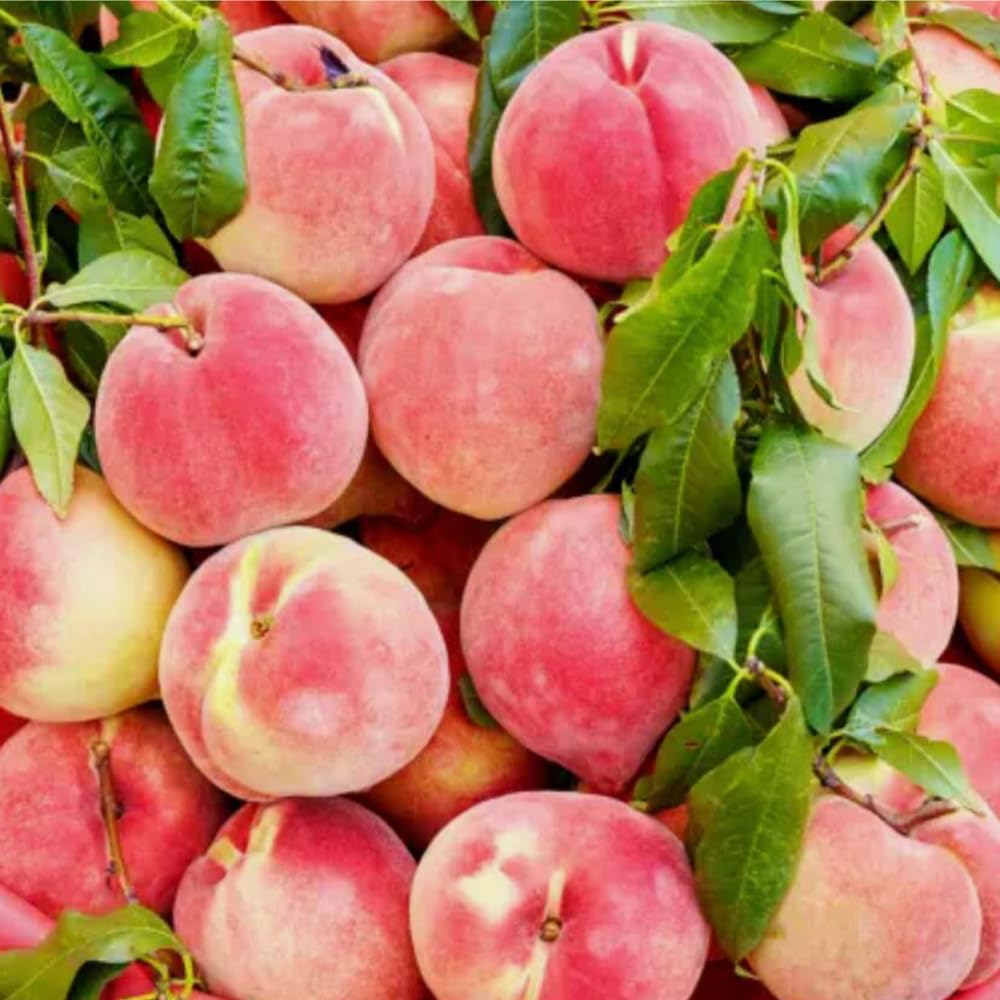 Mixrug 5+ Dwarf Peach Tree Seeds for Planting,Organic Fruit Tree Seeds,Prunus Persica Seed Non-GMO Heirloom for Sweet Juicy Fruit, Self Pollinating & Fast Growing Backyard Orchard Tree