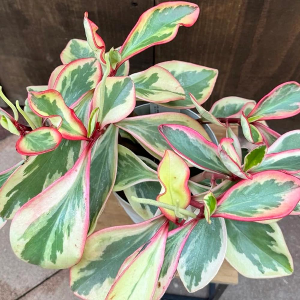 Peperomia Rainbow Plant Live, Variegated Foliage Indoor Houseplant, 4-7 Inches in Height, 3.5 Inch Pot for Planting