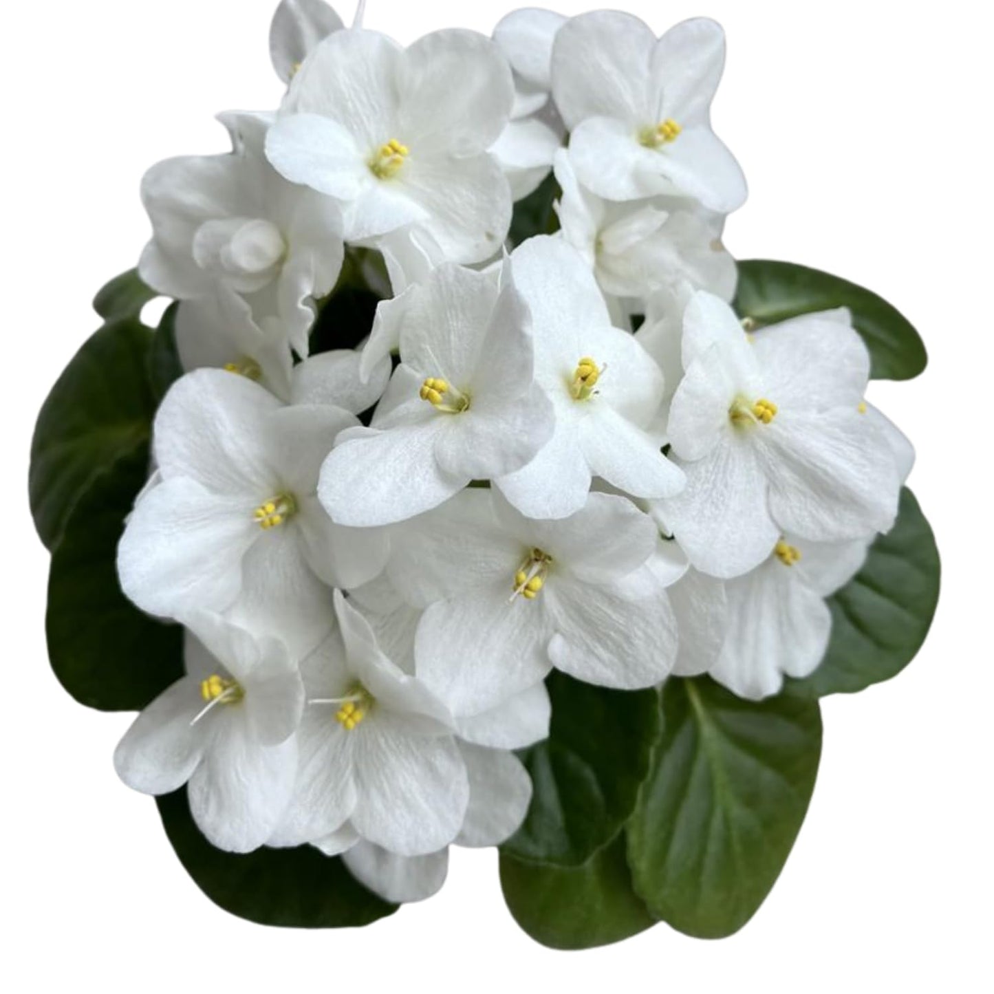White African Violet Plant, Perennial African Violet Live Plants in 4 Inch Pot, Violets Live Plants Houseplant for Indoor Garden