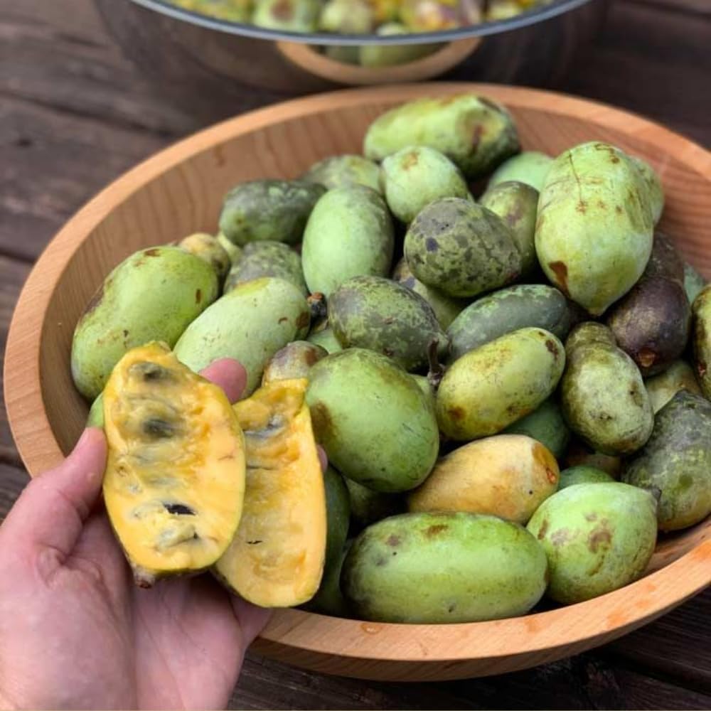 Pawpaw Tree Live Plant, 6 to 12 Inch Tall, Quart Pot, Hardy Perennial Paw Paw Tree Fruit Plants, Dormant in Winter