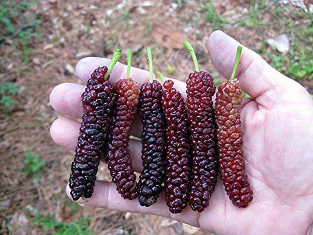 2 X Plants of Pakistan Long Mulberry Young Plant 5" to 9" Tall - Morus Nigra Long Mulberry - Live Plant Not Dwarf