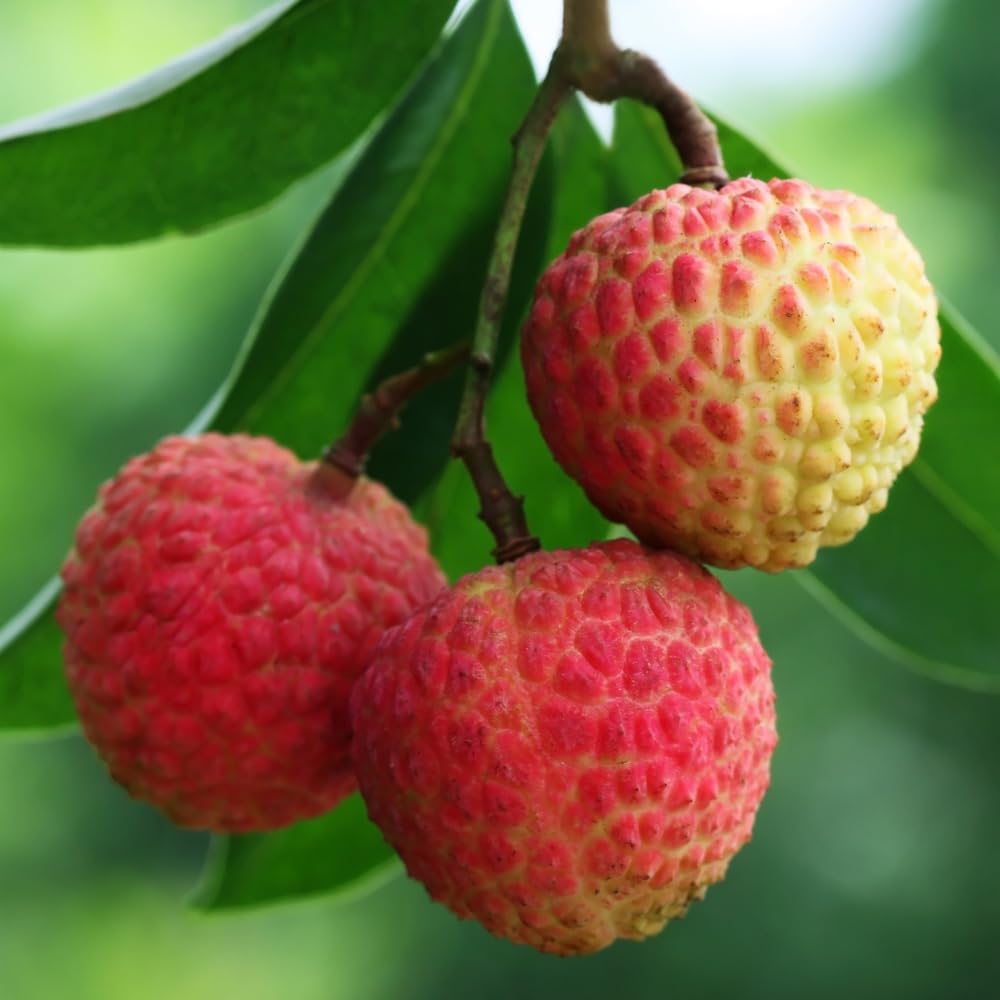 Lychee Tree Plant Live, Lychee Fruit Tree 2-3 Feet, Outdoor Garden Planting, No Ship CA