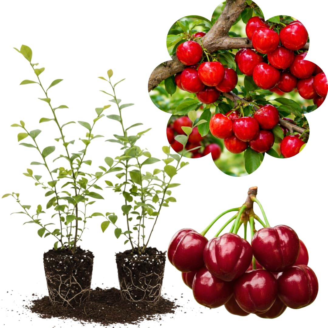 Set of 2 Live Barbados Cherry Tree Plant, Acerola Red Cherry Tree, Tropical Fruit Plant, 4-8 Inches Tall, Ready for Growing