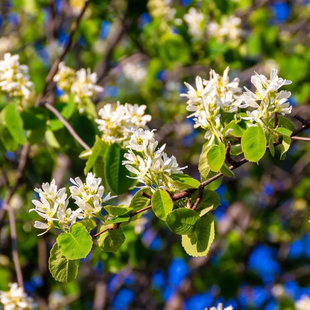 Serviceberry Plant Live 6 to 12 Inch Tall, Thornless Serviceberry Bush Live Plant Well Rooted to Grow