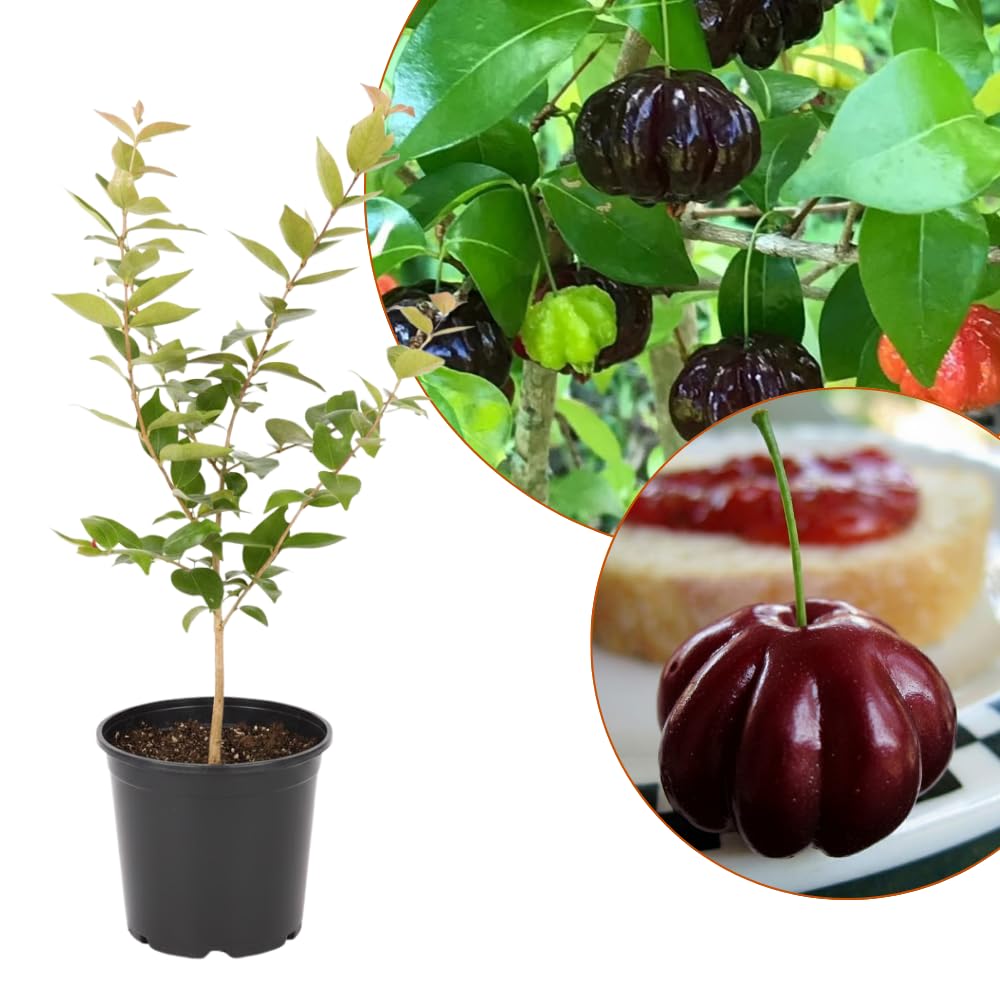 Black Surinam Cherry Plant Live, Cherry Fruit Trees Live Plants, 22-26 Inc Tall, Well - Rooted in 1 Gallon Pot, Edible and Sweet Fruit for Outdoor Garden and Container Growing