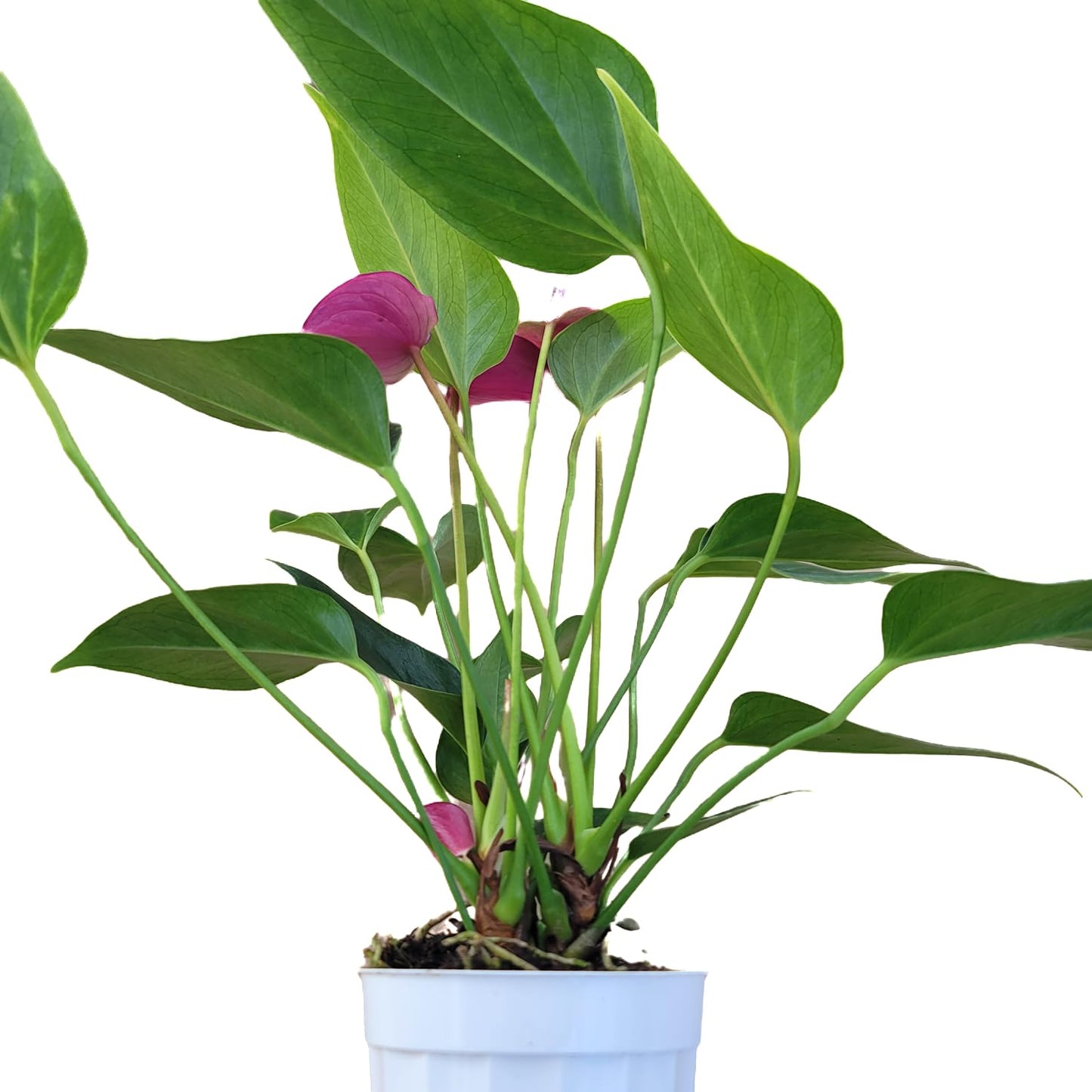 Anthurium Purple Andraeanum - Exquisite Indoor Plant with Long-Lasting Blooms and Lush Foliage & Glossy Purple Flowers - Easy-Care Indoor Plant - CA Seller - Air Purifying Plant (Small Plant, 4" Pot)