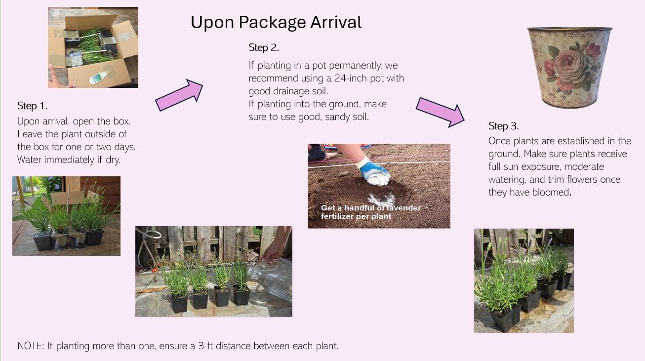 L+ Grosso Lavender — 1 Live Plant in 4" Pots — Deep Violet Flowers — Fragrant, Bee-Friendly, Drought & Deer Resistant Perennial — Zones 5–9, Cut Flower & Sachet