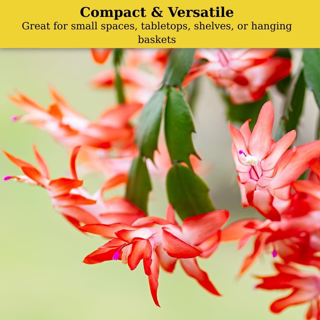 Sunset Orange Christmas Cactus Plant Live | 4 to 7 Inch Tall Potted Indoor Decorative Plant for Home & Office | Live Christmas Cactus Plants Houseplants | Christmas Hanging Baskets for Outdoors