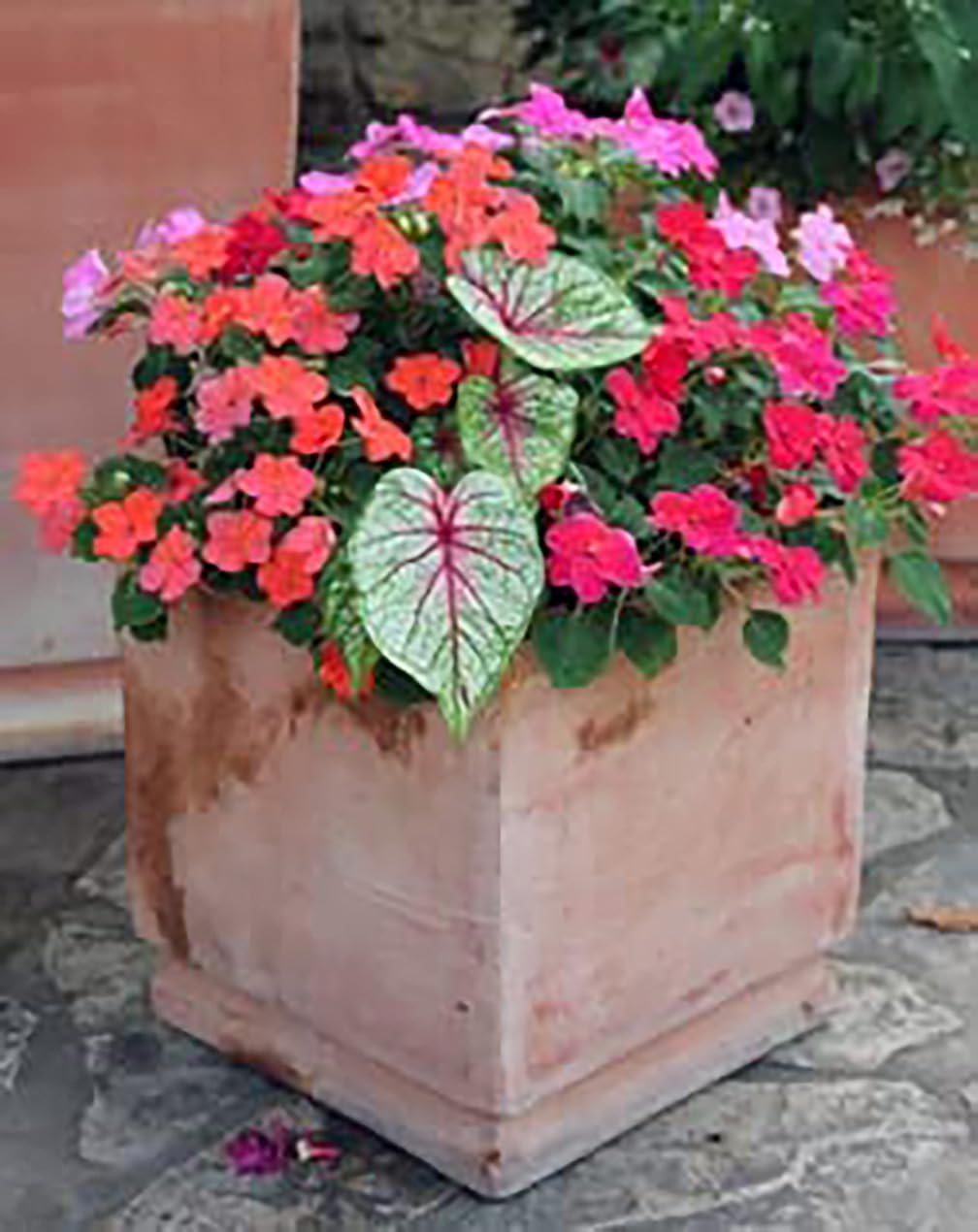 Dwarf Candidum Jr. Caladium Bulbs - White Caladium - Top Size Roots - Hardy in Zones 9-11 - Compact Caladium for Gardens and Pots - Elegant White Foliage