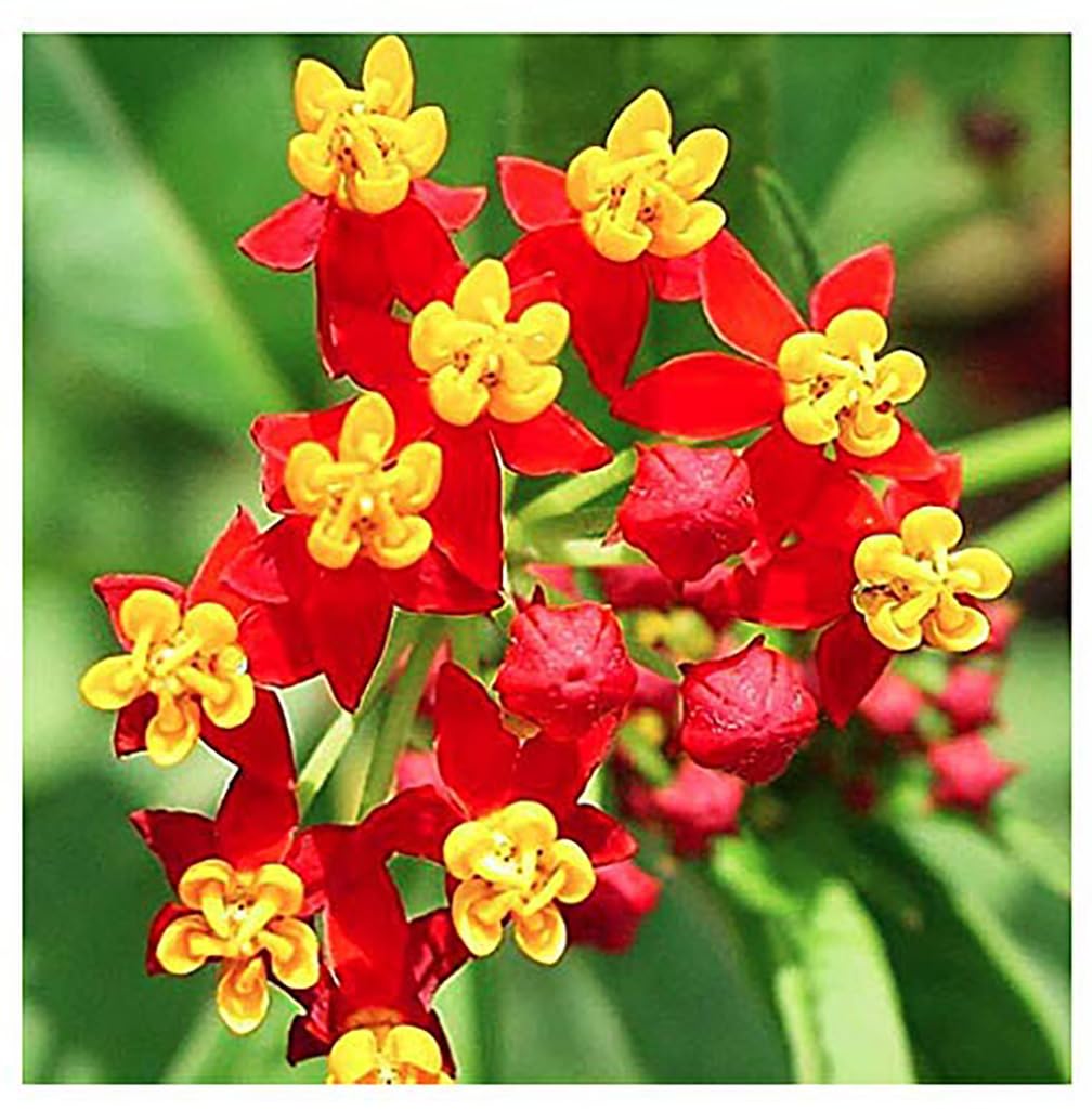Blood Flower Milkweed Seeds for Planting - 50 Fresh Seeds - Butterfly Milkweed Seeds for Monarch Butterflies - Tropical Flower Seeds to Plant Outside - Grown in The USA