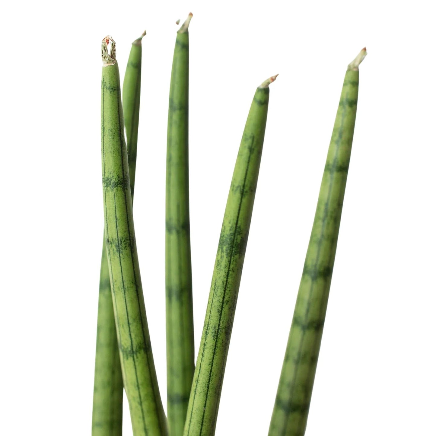8 Pack Snake Plant Cylindrica in 4in Pot - Live Plants Tropical Houseplants | Variegated | USA Growers | The Snobby Leaf