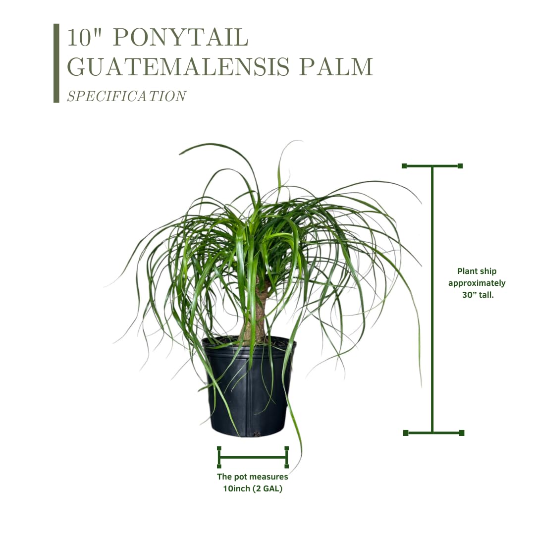 Andersen Farms Ponytail Palm ‘Elephant’s Foot’ – 10 Inches Grower Pot – Live Indoor/Outdoor Drought-Tolerant Plant – Air Purifying, Easy Care Houseplant for Home Décor
