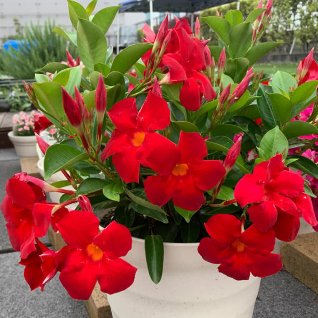 2 Red Mandevilla Plants Live for Garden, 4 Inc to 6 Inc Tall, Mandevilla Plants Live, Mandevilla Vine Plant, Mandevilla Plant