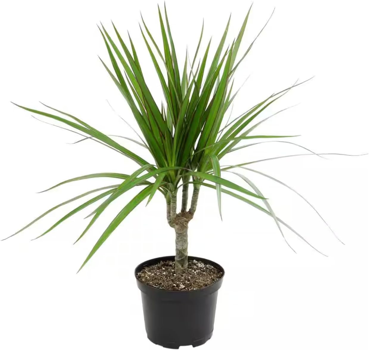 Dracena Money Tree Plant - Grown and Shipped from Hawaii - Air Purifying, Low Maintenance, Tropical Exotic House Office Plant Indoor Outdoor