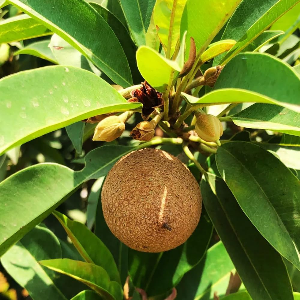 5Pcs Sapote Seeds for Planting, Tropical Sapodilla Seeds to Grow