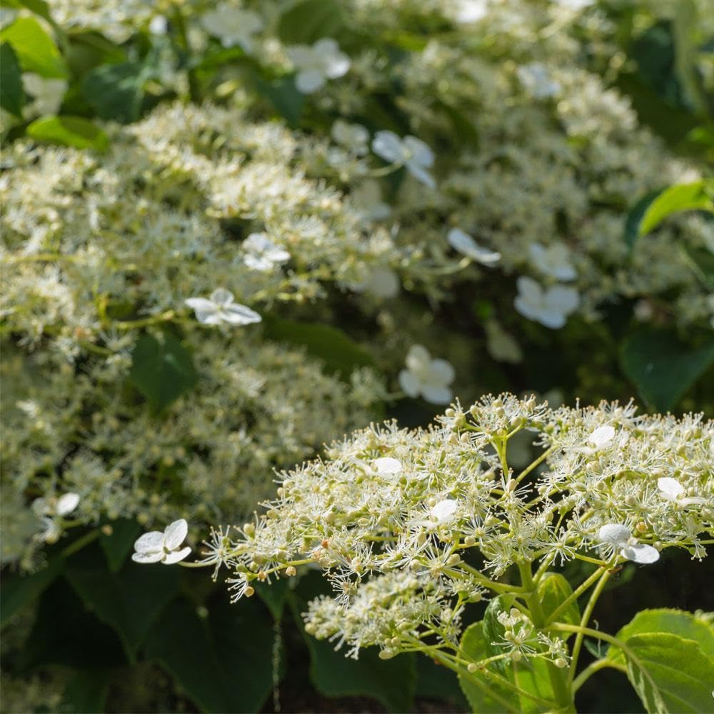 Brighter Blooms - Climbing Hydrangea, 1 Quart - No Shipping to AK, AZ, HI