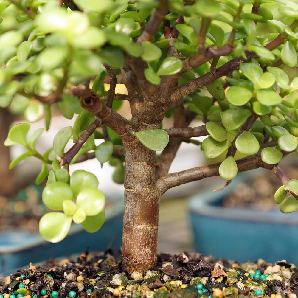 Brussel's Bonsai Live Dwarf Jade Bonsai Tree, Indoor - Medium, 4 Years Old, 8 to 12 Inches Tall - Decorative Water Bonsai Pot with Bonsai Tray