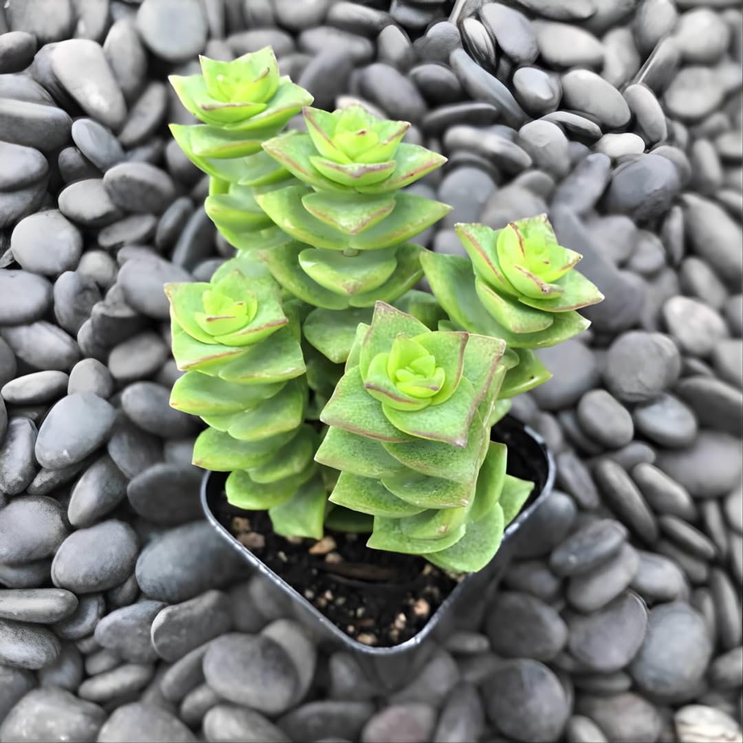 Crassula String of Buttons Live Plant | Compact Trailing Succulent in 2 Inch Pot | Plant for Home Office, Wedding Hanging Decoration & DIY Projects
