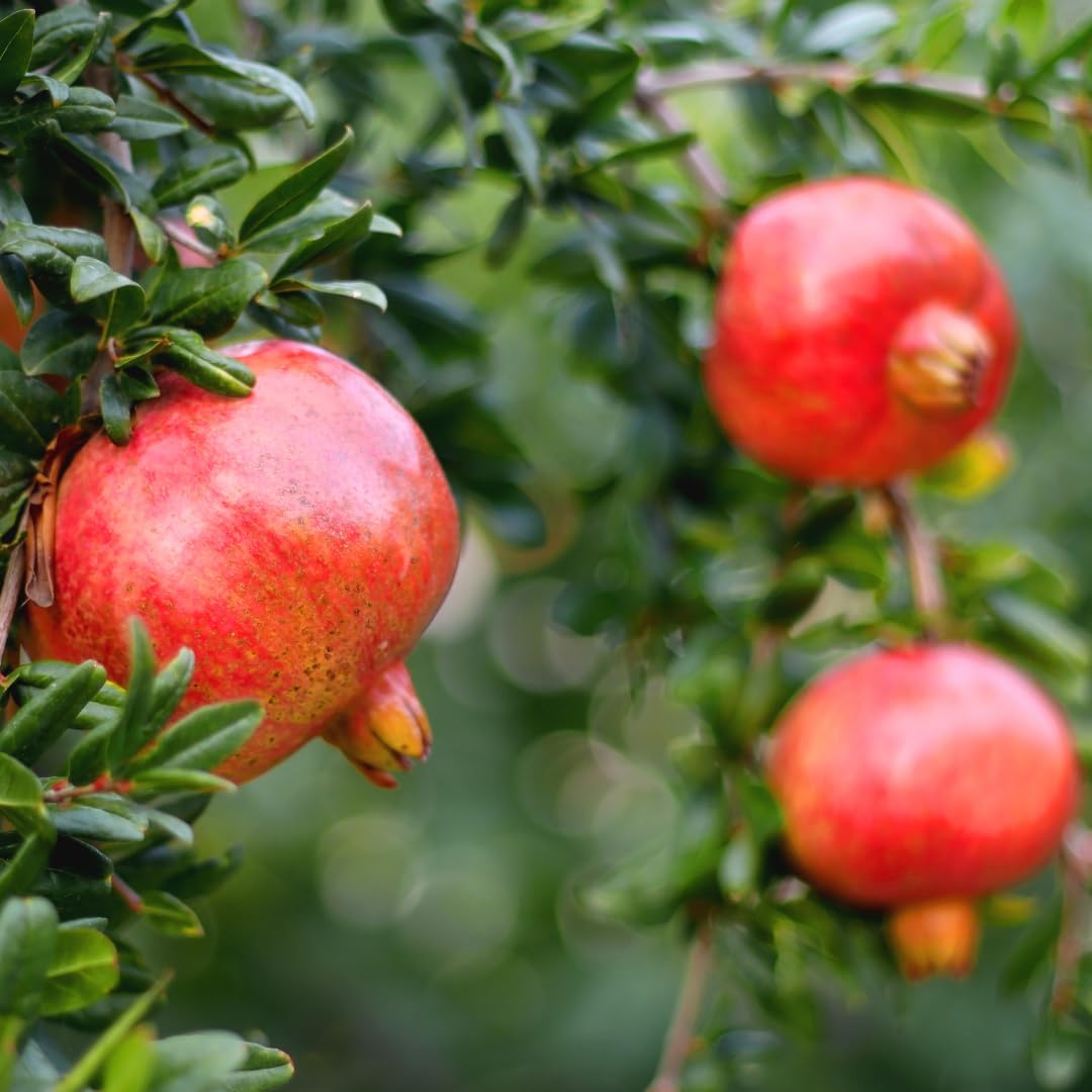 Live Pomegranate Tree Plant, Sweet Edible Pomegranate Fruit, 2-3 Feet Tall, Well-Rooted, Ready for Outdoor Planting