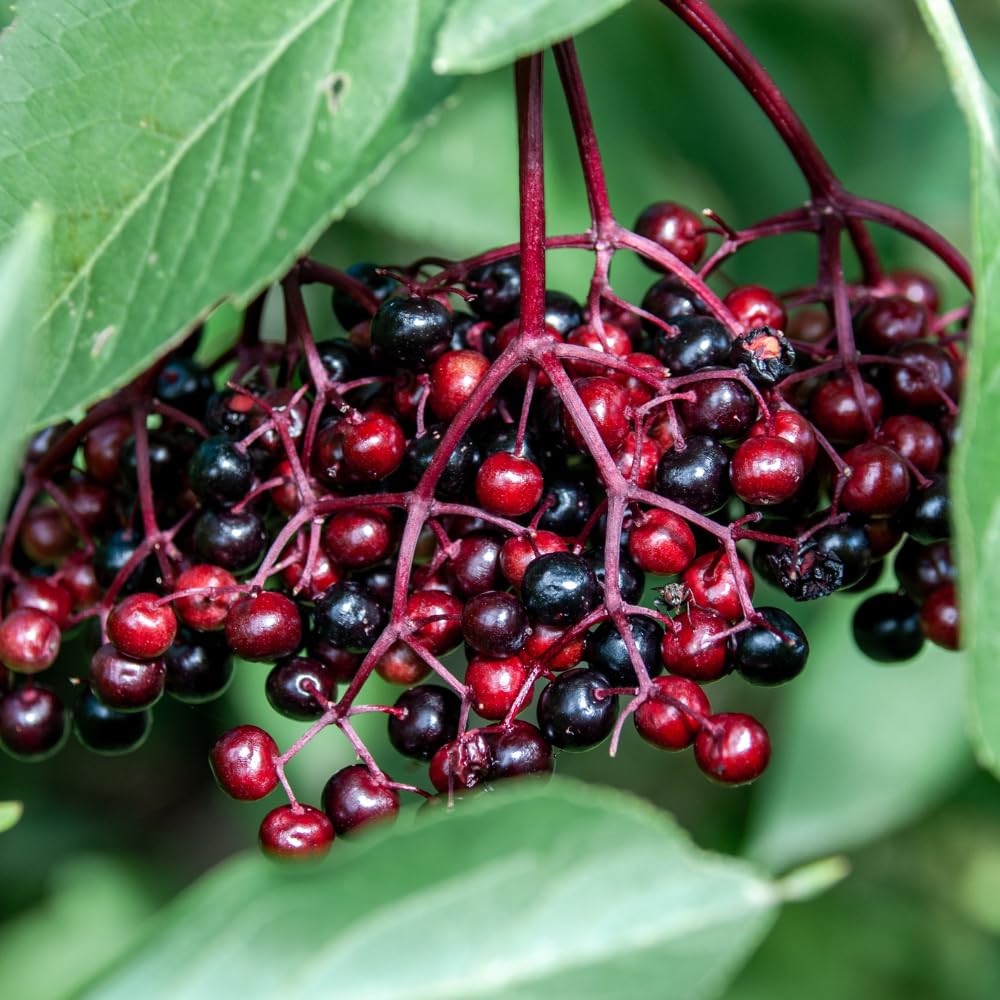 2 Elderberry Live Plants | 8-12 Inches Bare Root Rooted Cuttings | Black Sambucus Deciduous Fruit Shrub | Well-Rooted for Outdoor Garden and Landscape