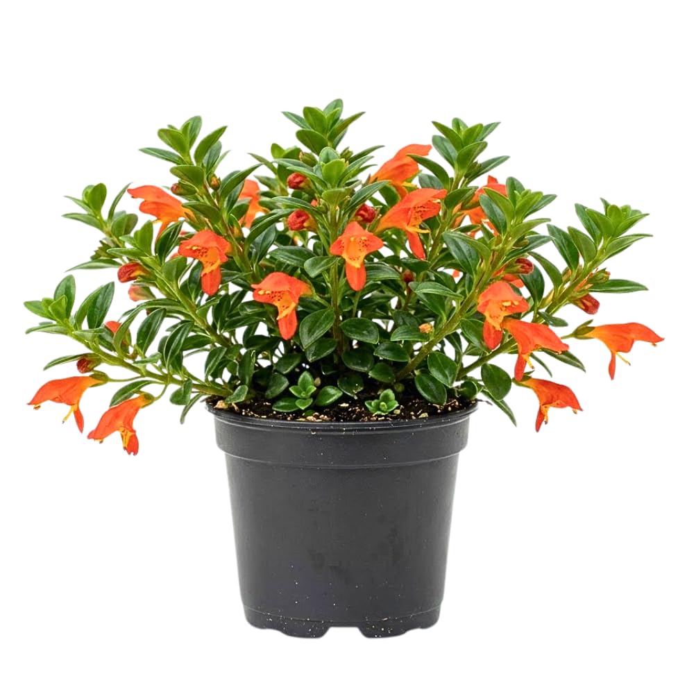 Goldfish Plants Live in 4" Pot from 4-7" Tall, Goldfish Plants Live Houseplants, Orange Flowering Trailing Plant for Indoor Outdoor Houseplant