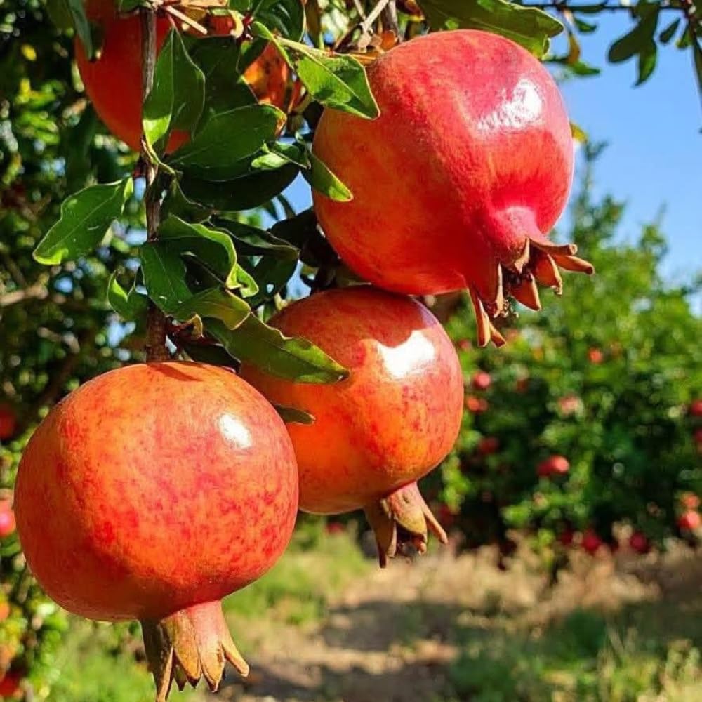 Pomegranate Plant Live, 20-24 Inches Tall Tree in Gallon Pot, Farfianka Pomegranate Fruit Plant, Sweet, Juicy Red Pomegranates, Hardy, Fast-Growing Ornamental Fruit Tree, No Ship to CA,HI,AK