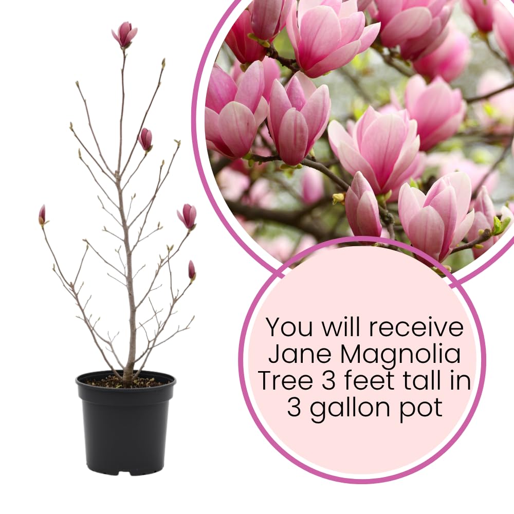 Magnolia Trees Live Plants, Jane Magnolia Tree, Pink Blooms, Well Rooted in 3 Gallon Pot, 3 Feet Tall, Fragrant Pink Flowers for Patio and Garden, No Ship to CA