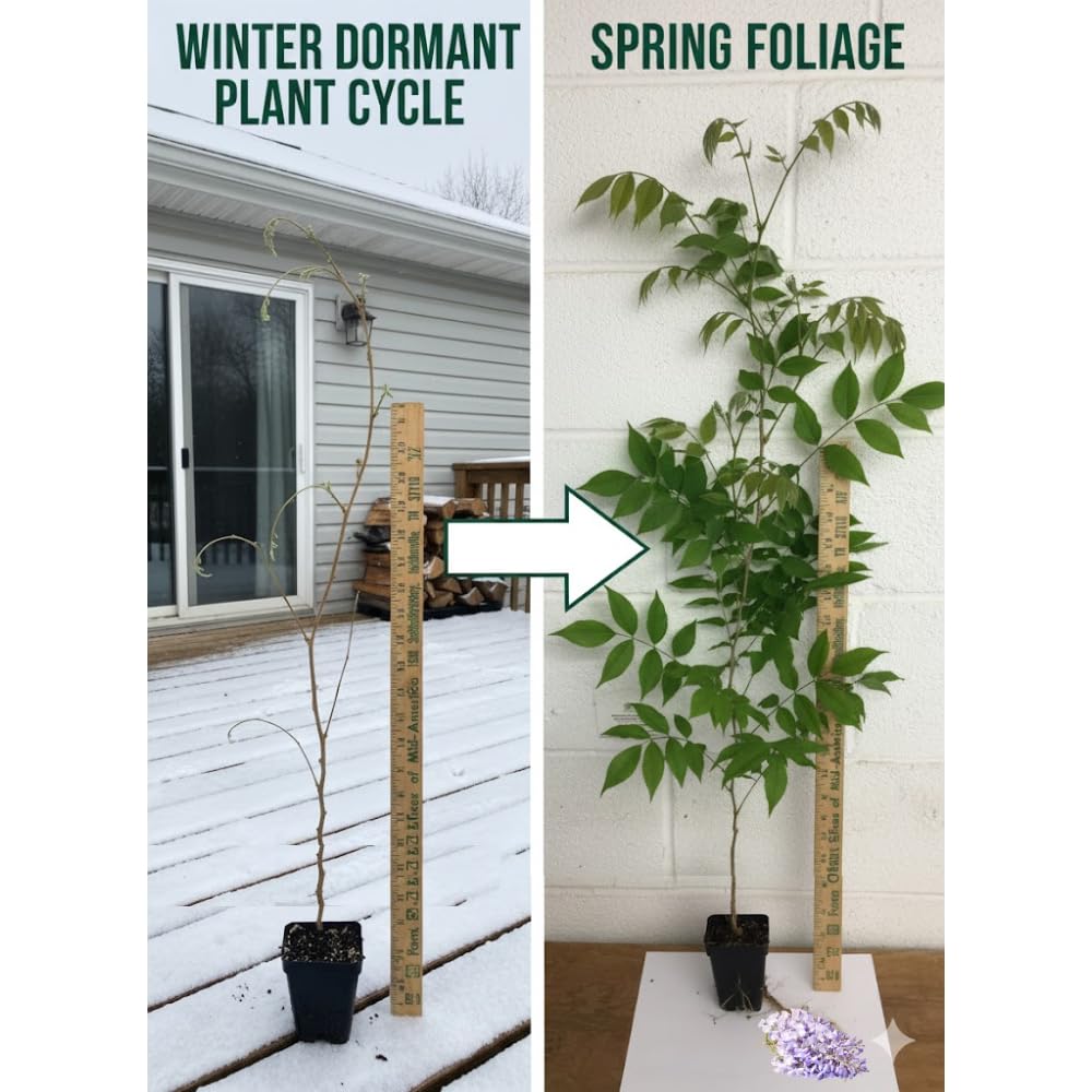 Purple Wisteria Live Plant, 6-12" Tall, Wisteria Vine in 2.5" Pot, Fragrant Flowering Climbing Plant for Outdoor Garden and Trellis