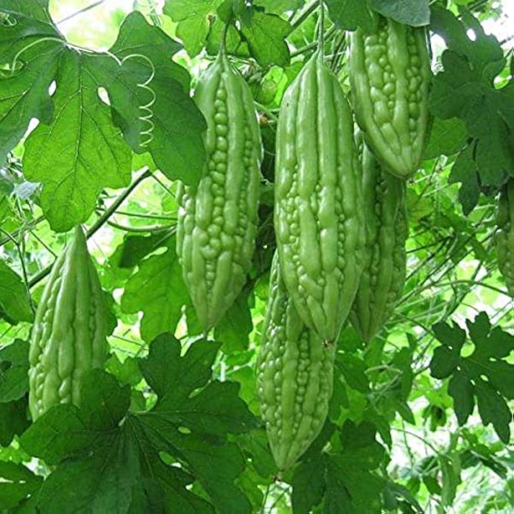 Indian Bitter Gourd Seeds for Planting, Easy to Grow Vegetable Seeds for Home Garden, Terrace Gardening, Balcony Planters, and Outdoor Cultivation (Pack of 40)