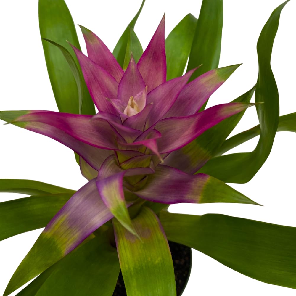 BubbleBlooms Purple Bromeliad in a 4 inch Pot Guzmania monostachia West Indian Tufted Airplant