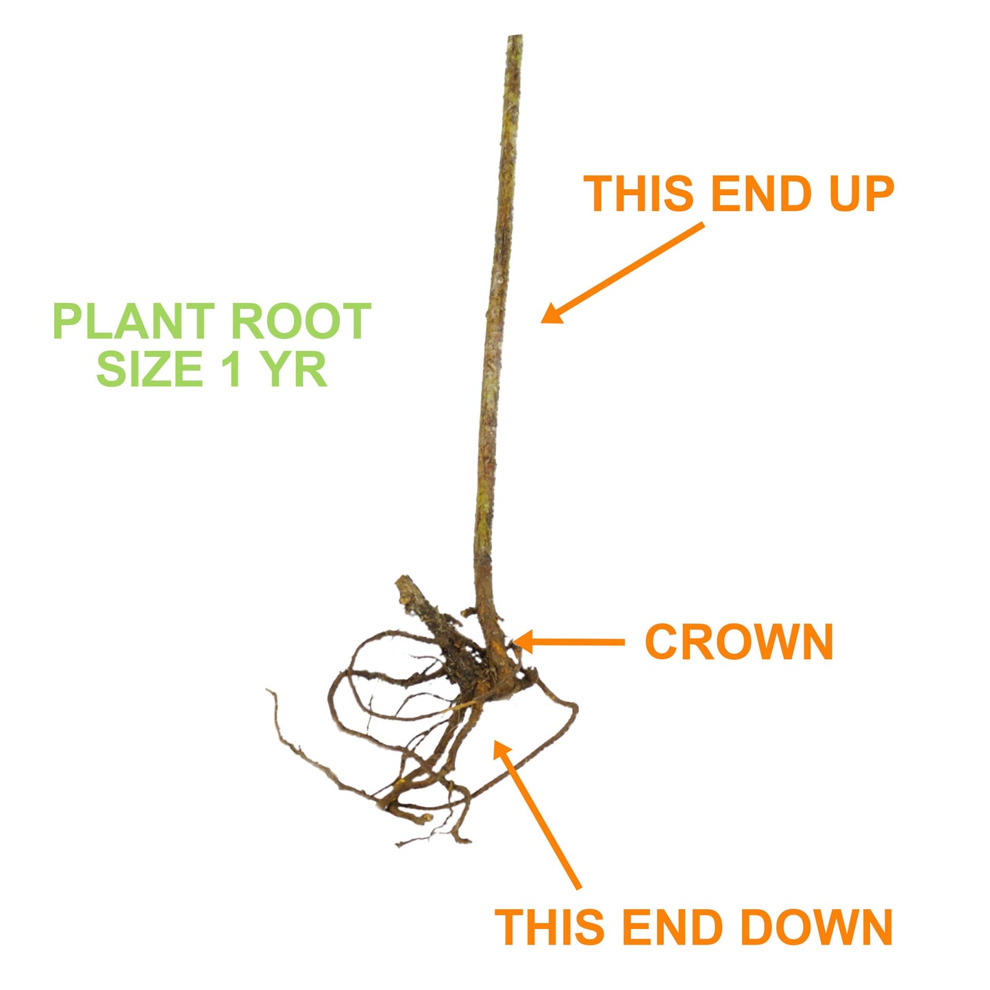 Garden State Bulb Himrod Seedless Grape Bare Root for Planting, Non-GMO, Spring Planting (Bag of 1)