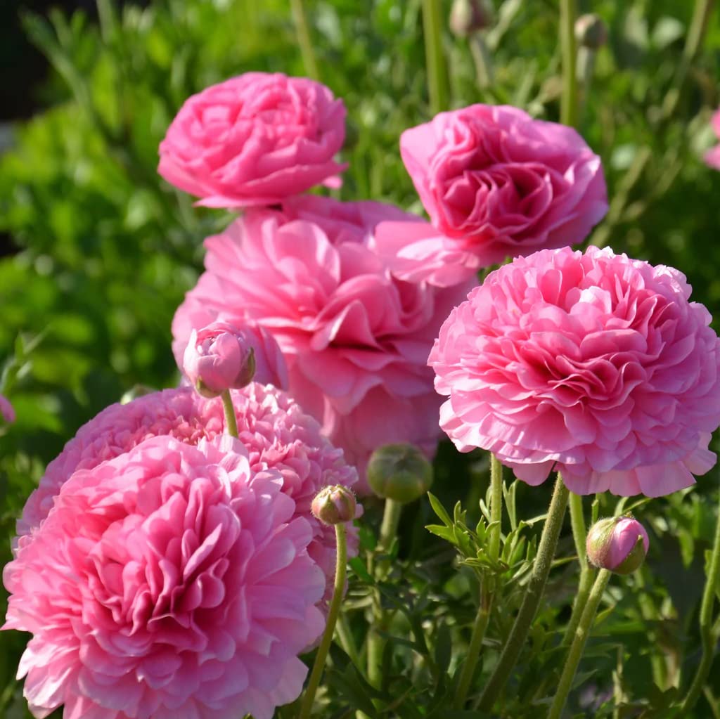 25 Pink Ranunculus Bulbs for Planting - Buttercup Flower Bulb Value Bag - Plant in Gardens, Containers & Flowerbeds - Easy to Grow Fall Perennial Flowers Bulbs by Willard & May