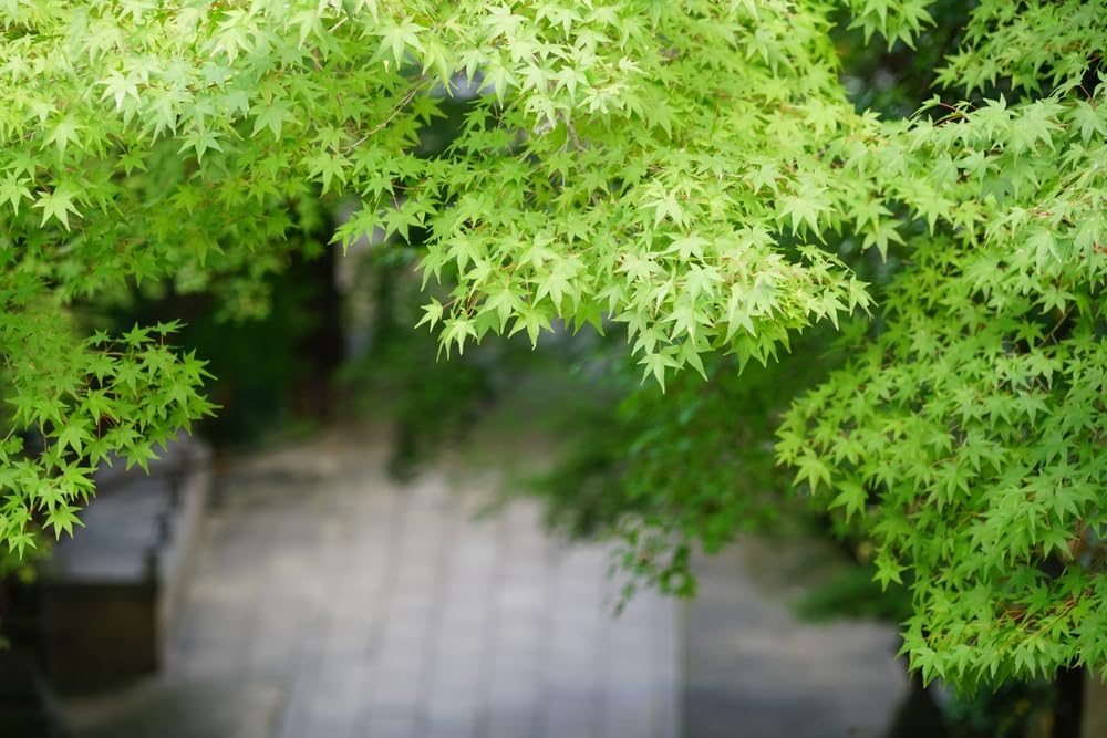 Green Japanese Maple Bonsai Tree Seedling for Planting - Approx 18 Inches Tall - Ready to Train, No Pot Included